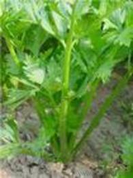 植物提取物行业趋势与采购指南 价格、厂家与批发模式解析