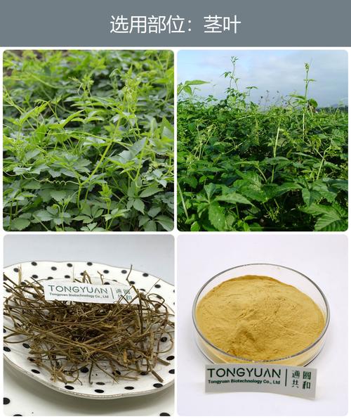 植物提取物 自然馈赠下的科学与产业演进