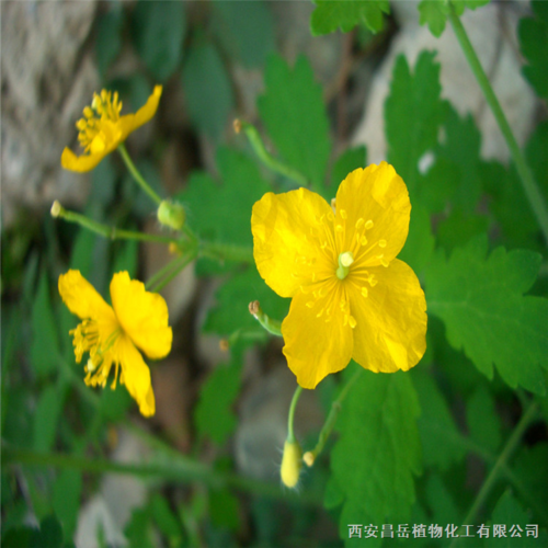 植物提取物  西安昌岳植物化工 产品
